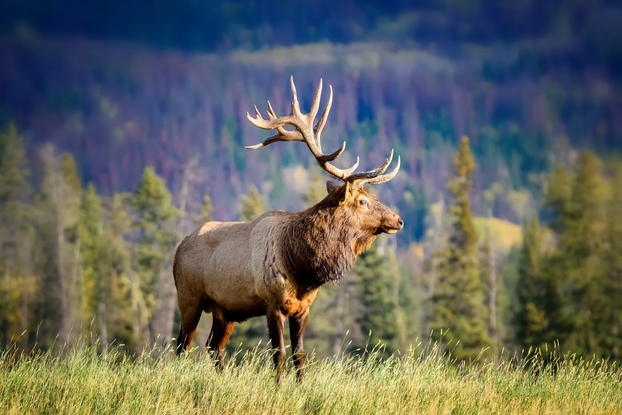 Nature of Canada