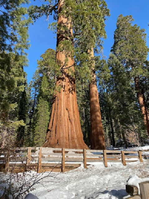 Sequoia National Park