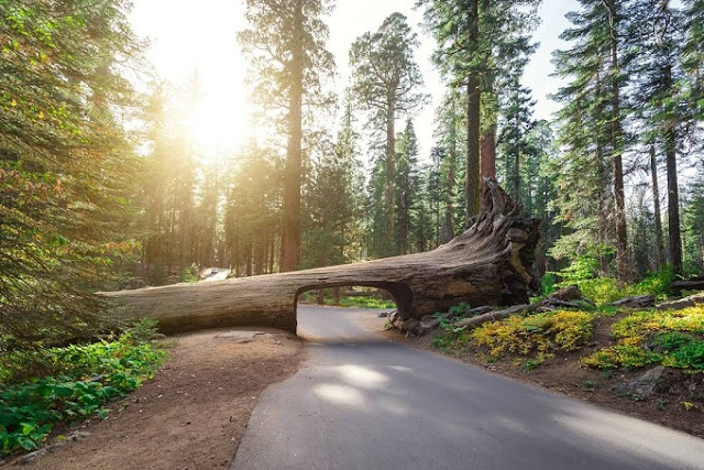 Sequoia National Park